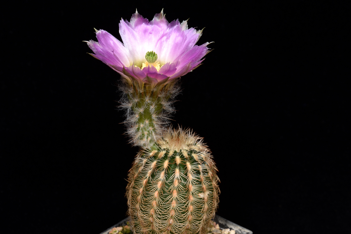 Echinocereus reichenbachii subsp. caespitosus, USA, Texas, Eastland Co., Lake Cisco