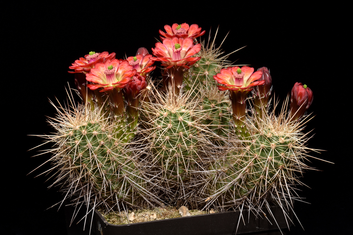 Echinocereus bakeri, USA, Utah, Virgin