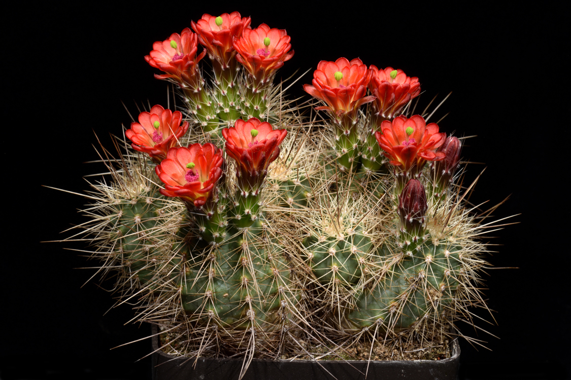 Echinocereus coccineus, USA, New Mexico