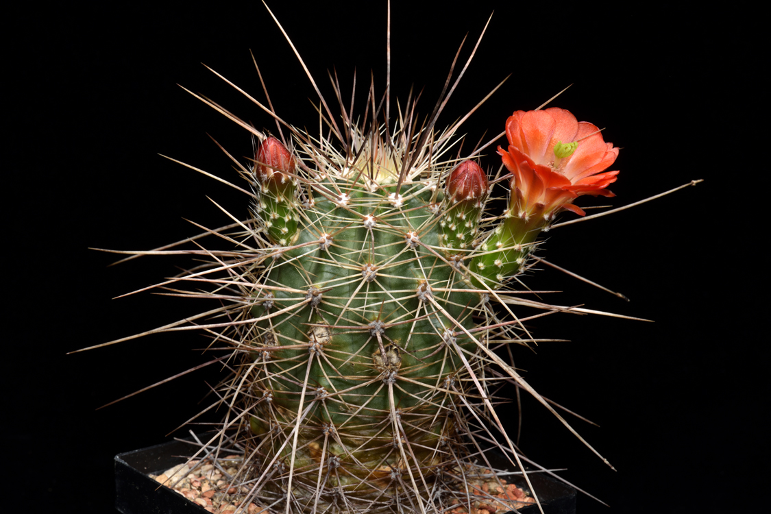 Echinocereus coccineus, USA, New Mexico, Ladrone Mts., SB0850
