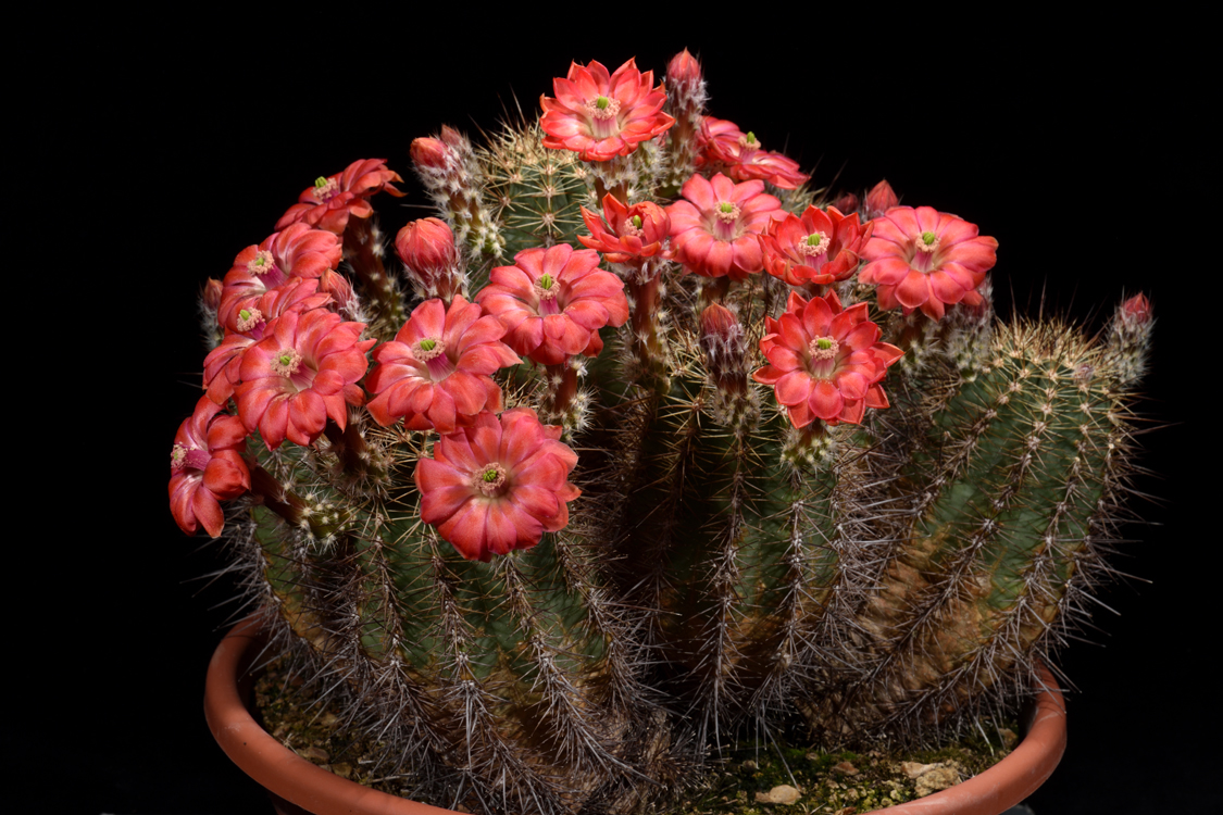 Echinocereus polyacanthus, Mexico, Durango, Jose Ma. Morelos