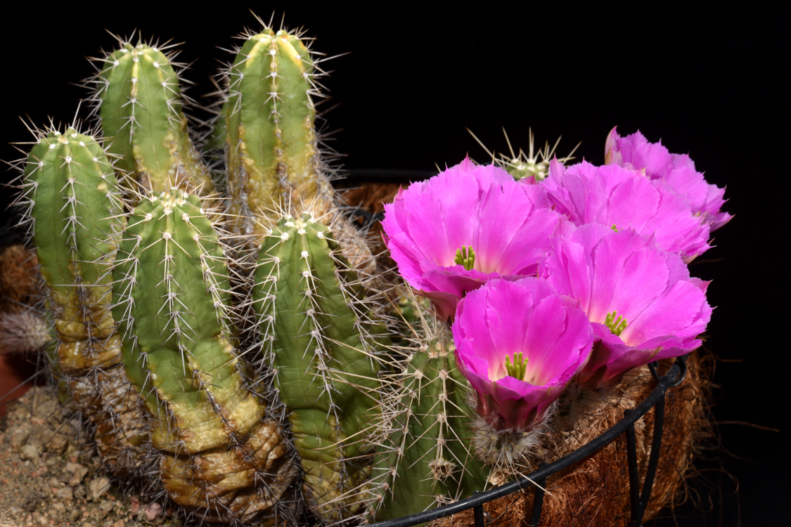 Echinocereus pentalophus subsp. leonensis, Mexico, Coahuila, Carbonera