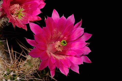 Echinocereus scheeri, Mexico, Chihuahua, Basihuare, Neotyp
