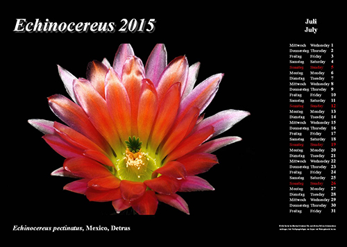 Echinocereus Online Kalender 2015