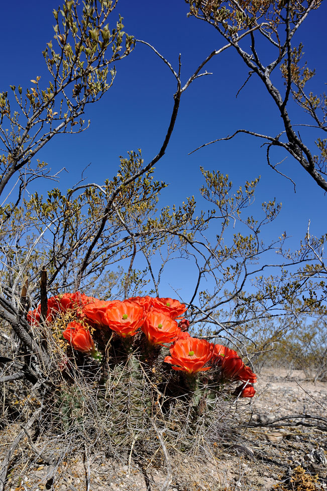 Echinocereus coccineus subsp. rosei, USA, Texas, Hudspeth Co.