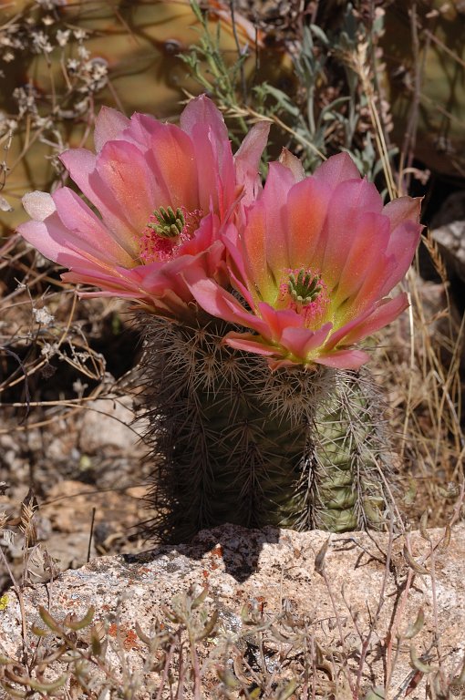 Echinocereus x roetteri, USA, New Mexico, Otero Co.