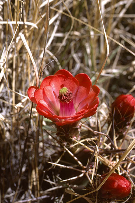 Echinocereus arizonicus subsp. matudae, Mexico, Chihuahua, Pacheco