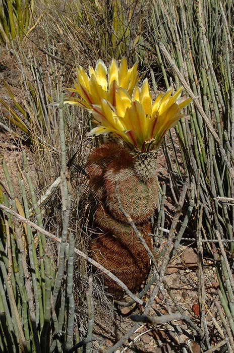 Echinocereus dasyacanthus, Mexico, Coahuila, Sierra del Carmen