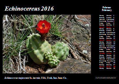 Echinocereus Online Kalender 2016