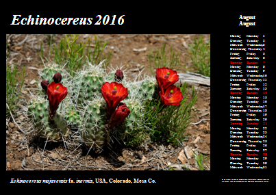 Echinocereus Online Kalender 2016