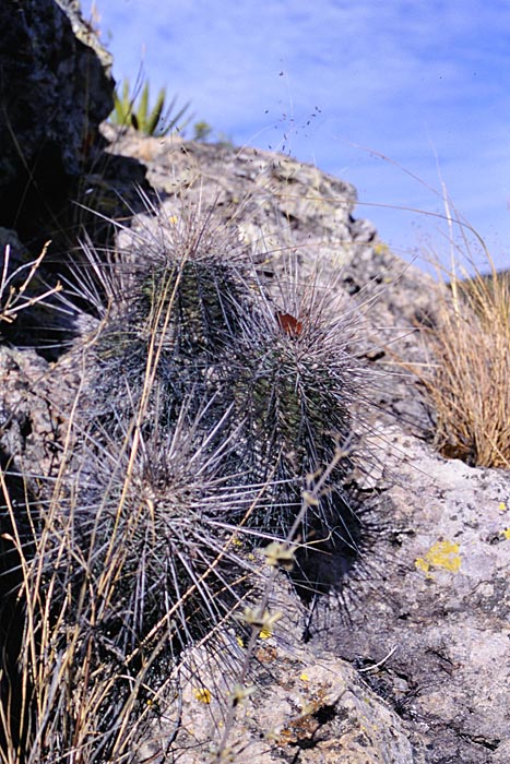 Echinocereus acifer, Mexico, Zacatecas, San Rafael de las Tablas