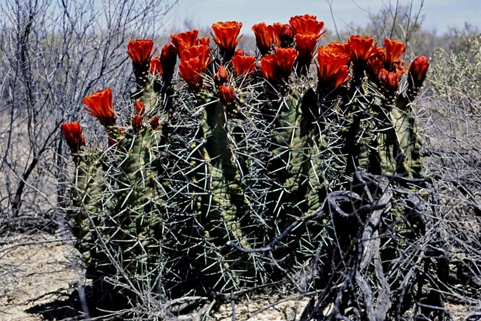 Echinocereus triglochidiatus fa. gonacanthus, USA, New Mexico, White Sands