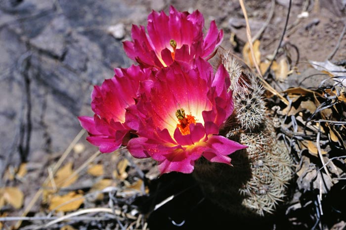 Echinocereus rigidissimus, USA, Arizona, Madera Canyon
