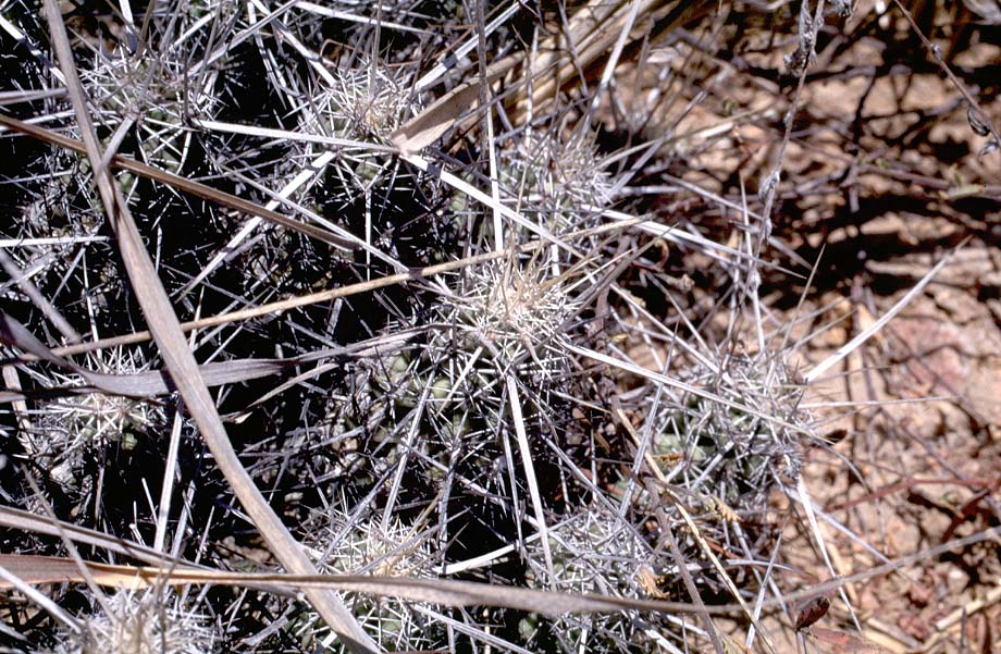 Echinocereus brandegeei, Mexico, Baja California, Cabo Falso
