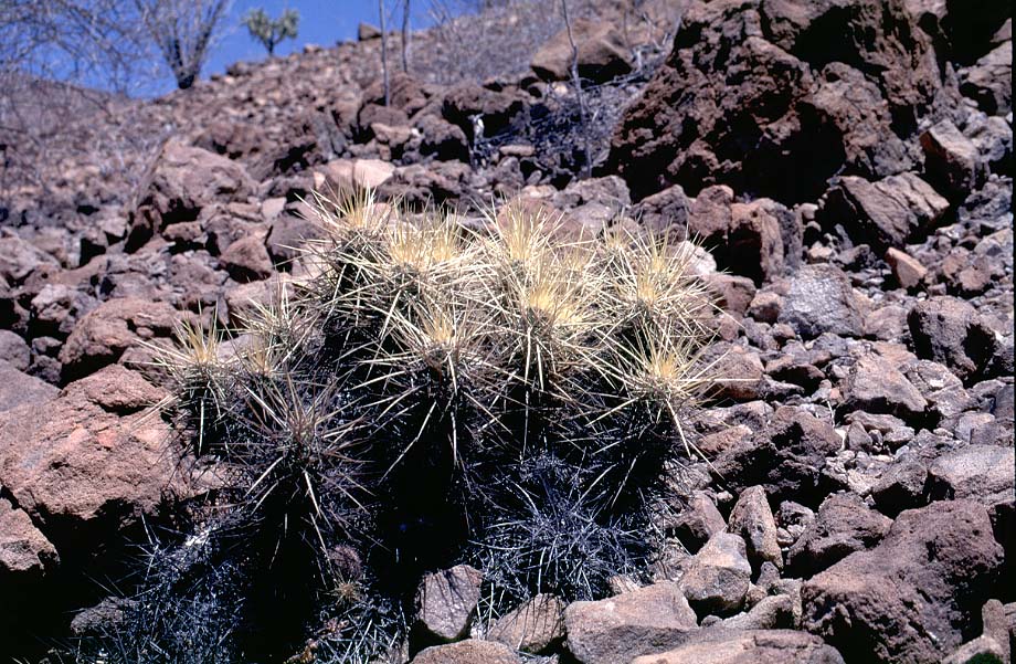 Echinocereus brandegeei, Mexico, Baja California, Cerro Don Carlos