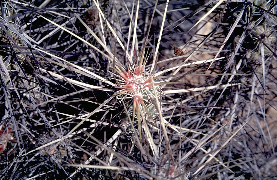 Echinocereus brandegeei, Mexico, Baja California, El Arco