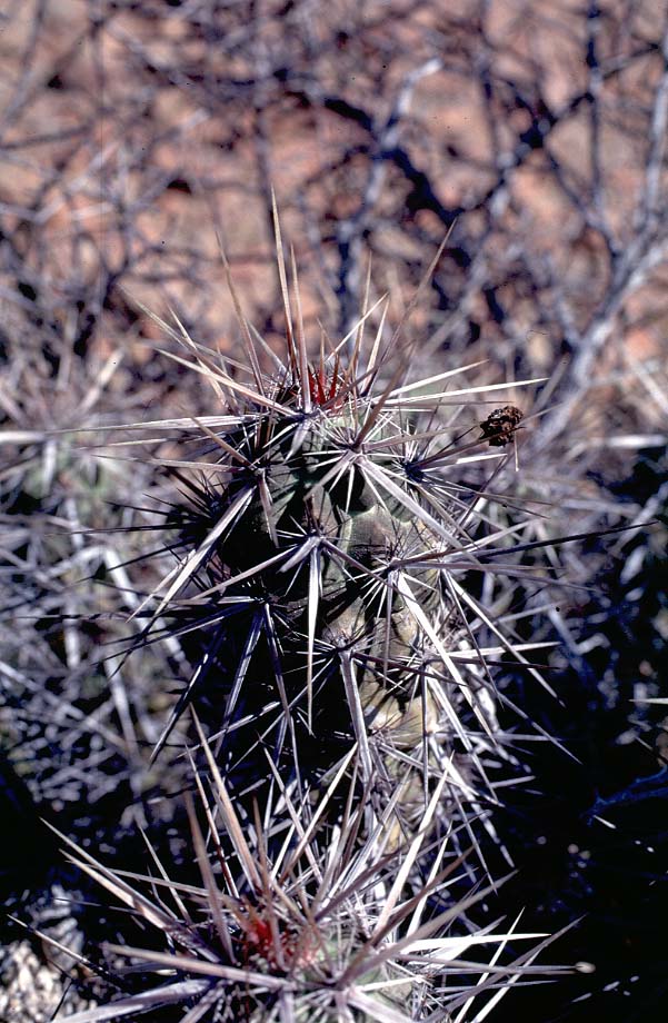 Echinocereus brandegeei, Mexico, Baja California, El Arco