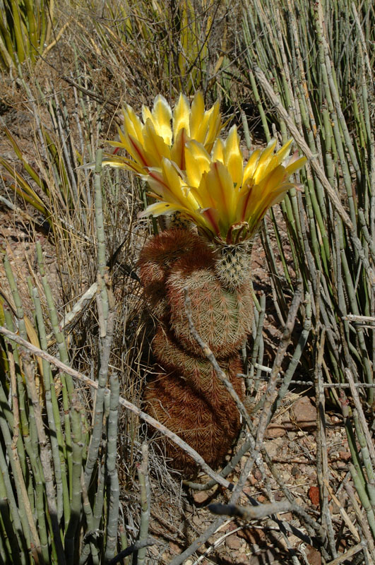 Echinocereus dasyacanthus, Mexico, Coahuila, El Carmen