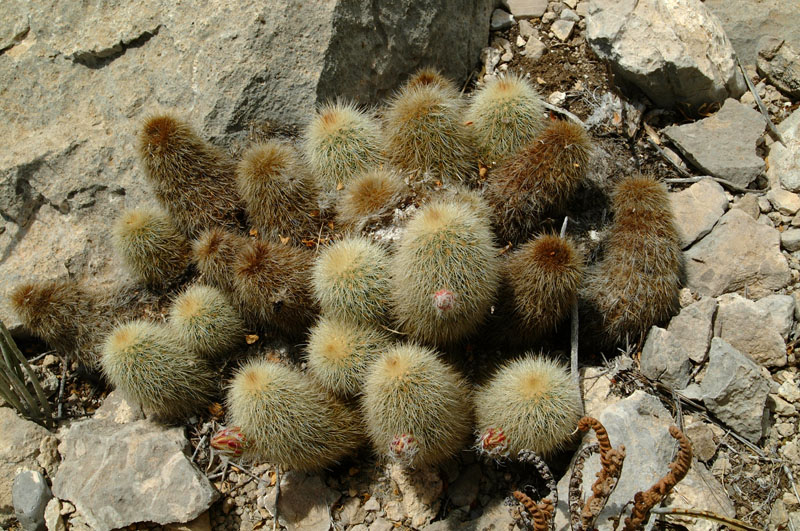 Echinocereus freudenbergeri, Mexico, Coahuila, Minas Las Coloradas
