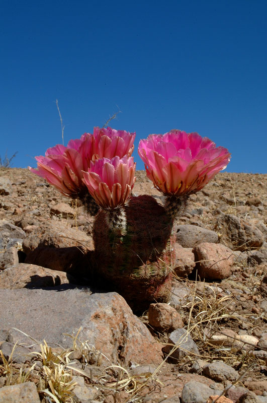 Echinocereus pectinatus, Mexico, Durango, Rodeo