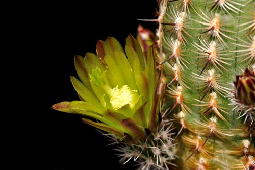 Echinocereus carmenensis, Mexico, Coahuila, Sierra del Carmen