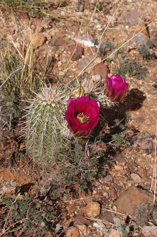 Echinocereus bonkerae, USA, Arizona, Oracle