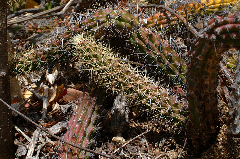 Echinocereus pensilis, Mexico, Baja California, San Pedro de la Soledad