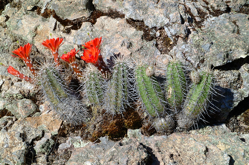 Echinocereus salm-dyckianus, Mexico, Sonora, Maycoba - Basaseachic