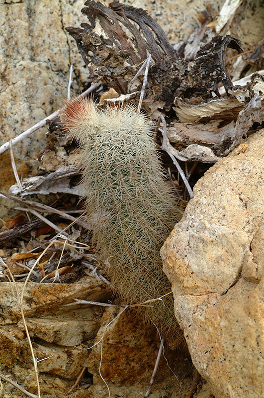 Echinocereus sciurus, Mexico, Baja California, Cabo San Lucas