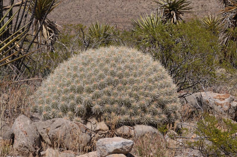 Echinocereus stramineus, USA, New Mexico, Alamogordo