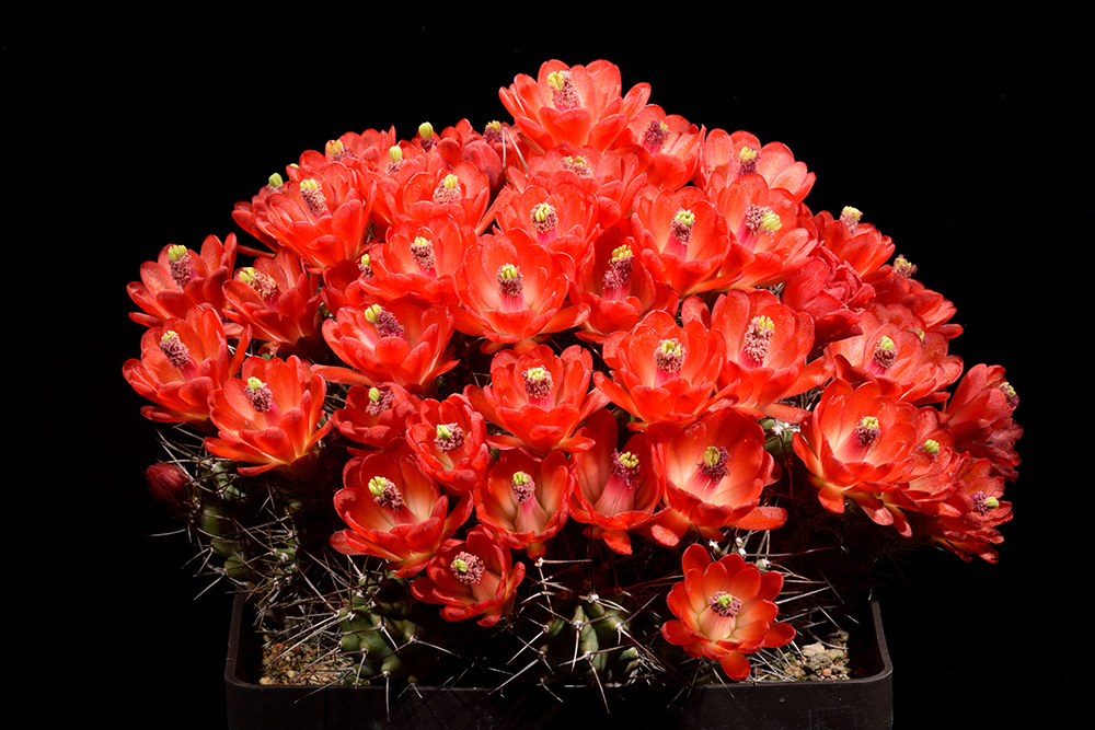 Eine Blütenpracht - Echinocereus triglochidiatus