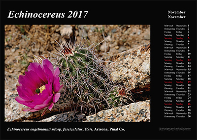 Echinocereus Online Kalender 2017