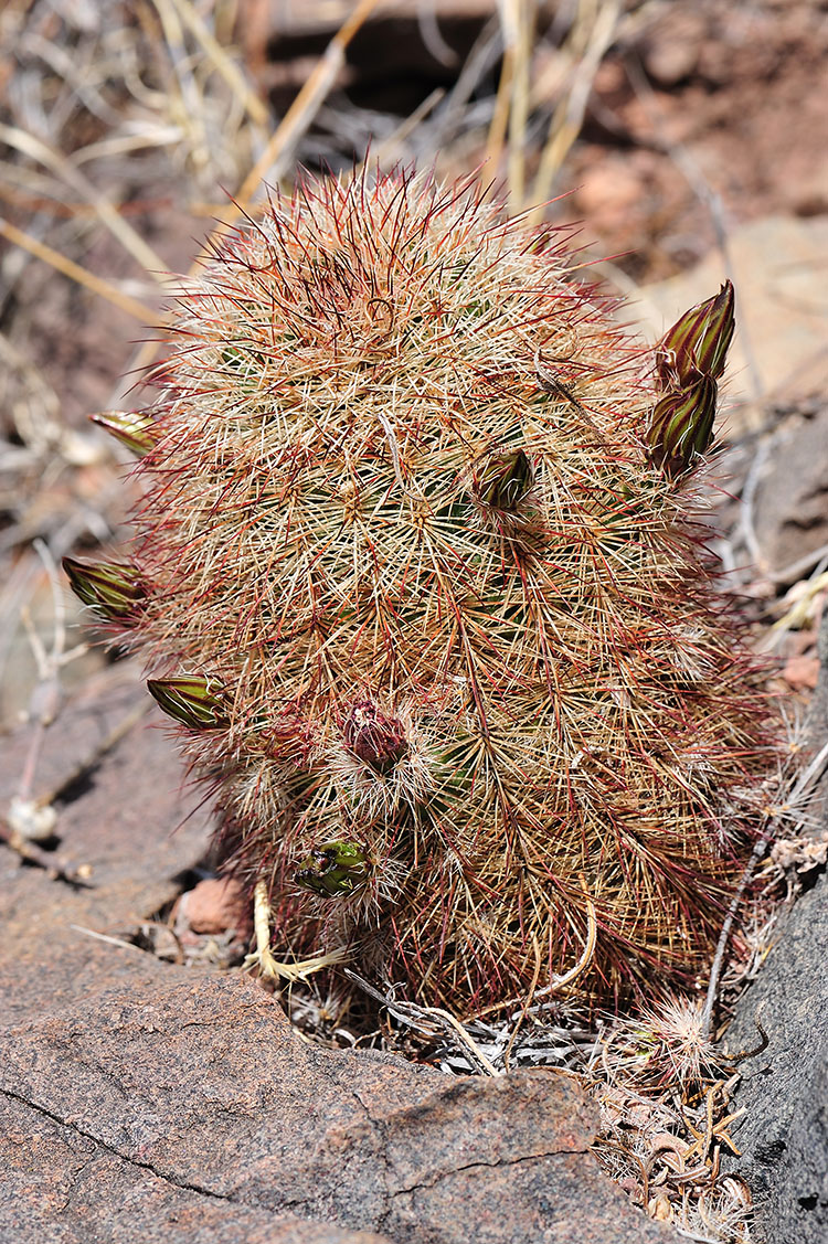 Echinocereus russanthus, USA, Texas, Brewster Co.