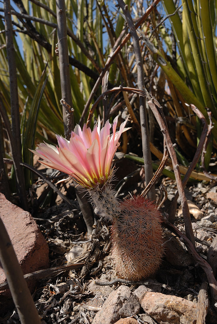 Echinocereus dasyacanthus, USA, Texas, Brewster Co.