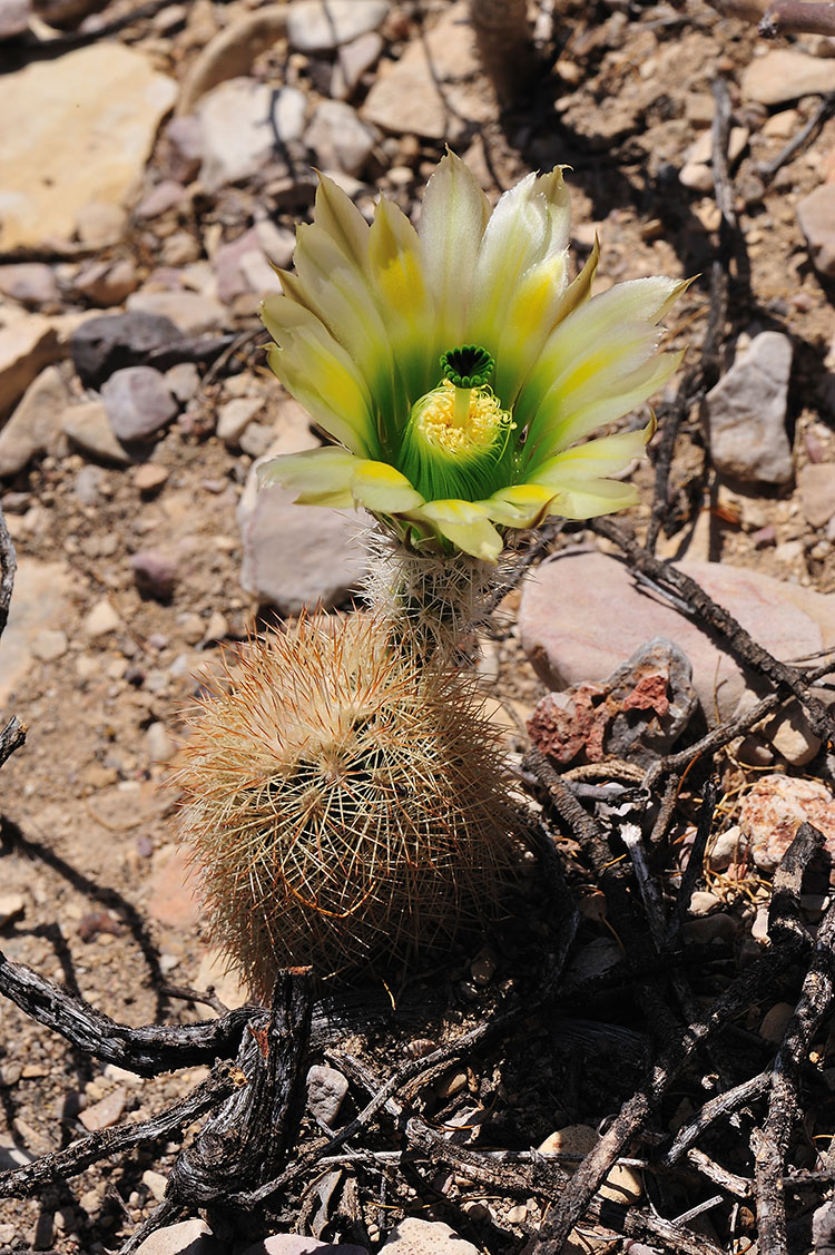 Echinocereus dasyacanthus, USA, Texas, Brewster Co.
