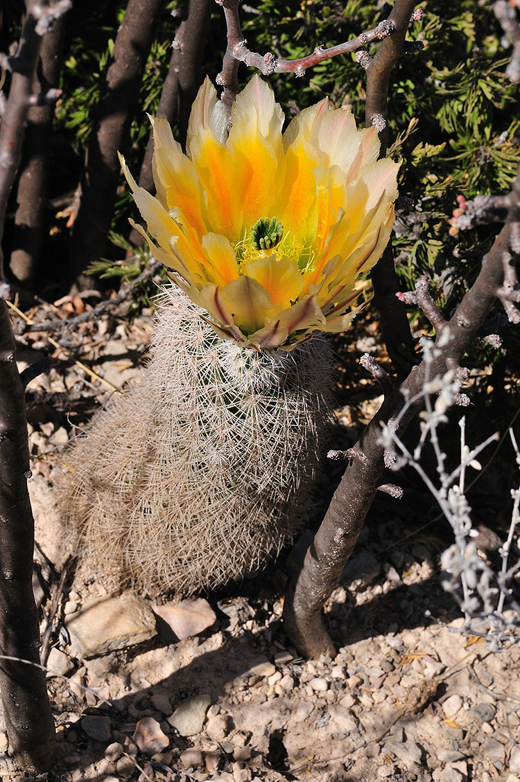 Echinocereus dasyacanthus, USA, Texas, Brewster Co.