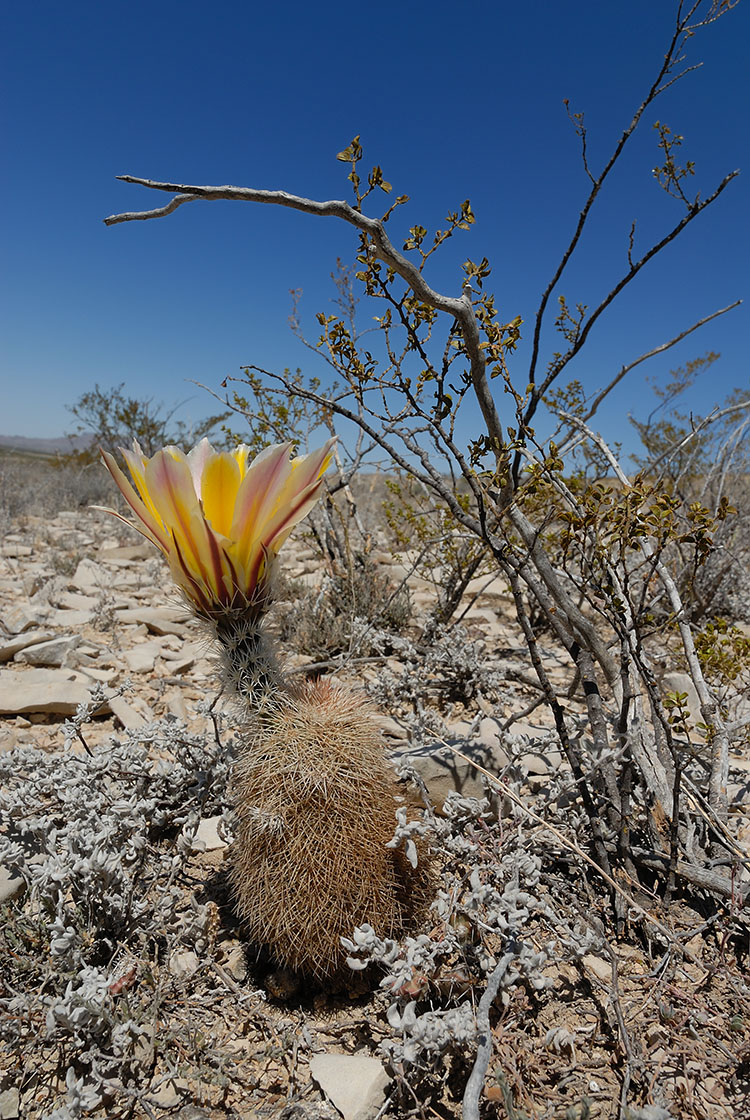 Echinocereus dasyacanthus, USA, Texas, Brewster Co.