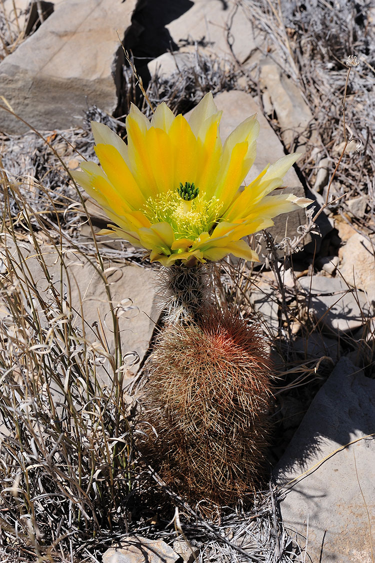 Echinocereus dasyacanthus, USA, Texas, Brewster Co.