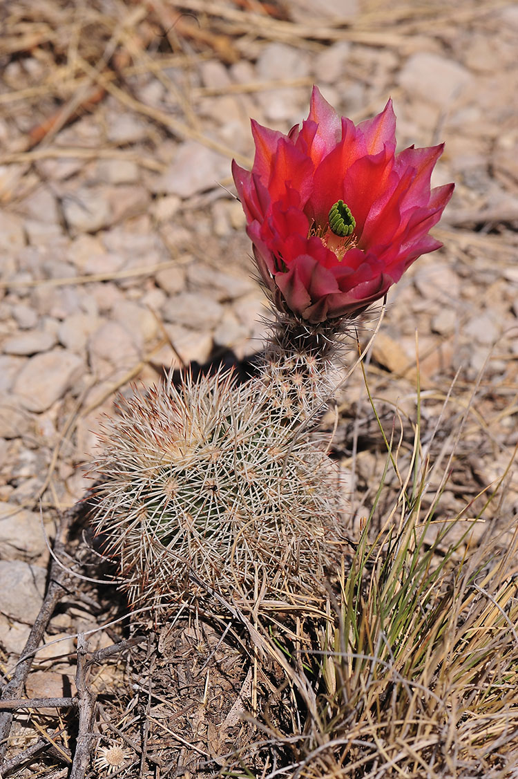 Echinocereus dasyacanthus, USA, Texas, Pecos Co.