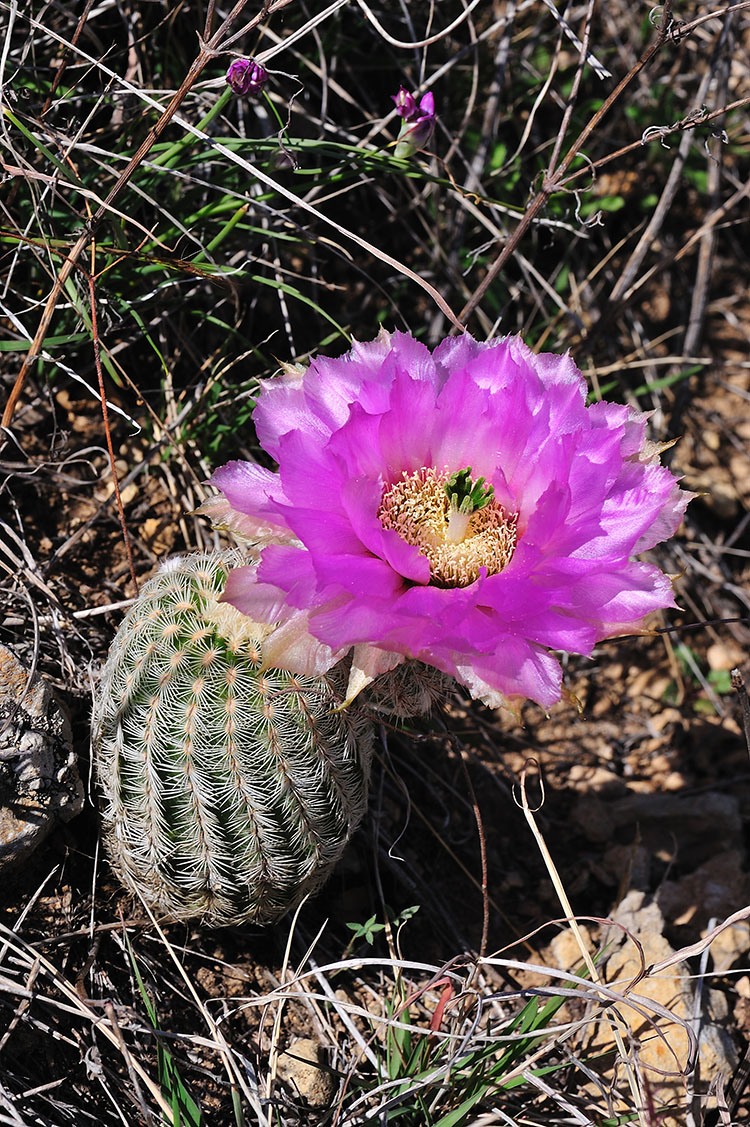 Echinocereus reichenbachii subsp. caespitosus, USA, Texas, Shackelford Co.