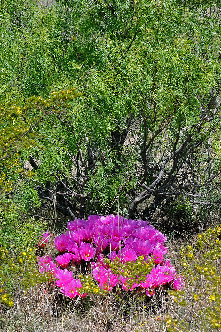 Echinocereus stramineus, USA, Texas, Pecos Co.