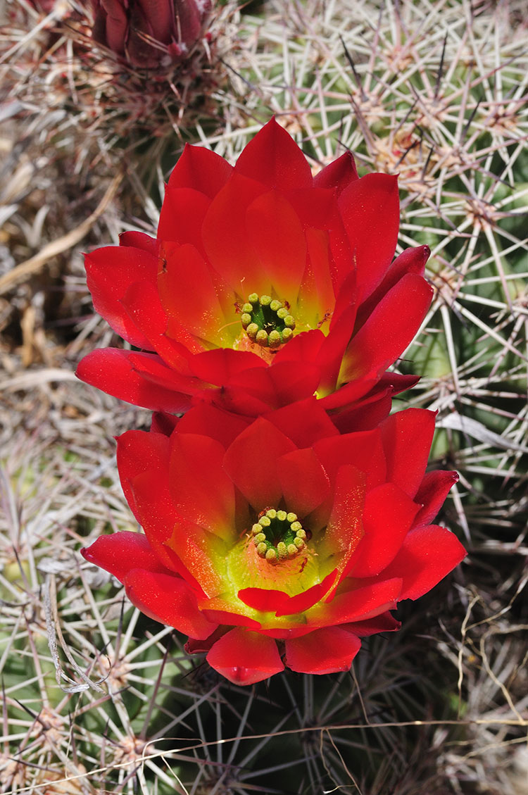 Echinocereus xlloydii, USA, Texas, Pecos Co.