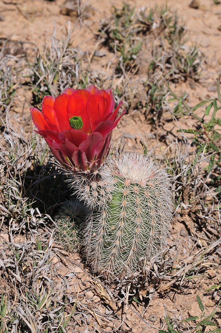 Echinocereus dasyacanthus, USA, Texas, Pecos Co.
