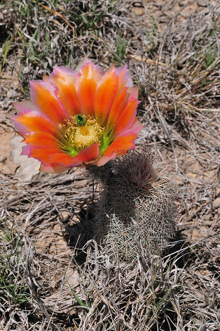 Echinocereus dasyacanthus, USA, Texas, Pecos Co.