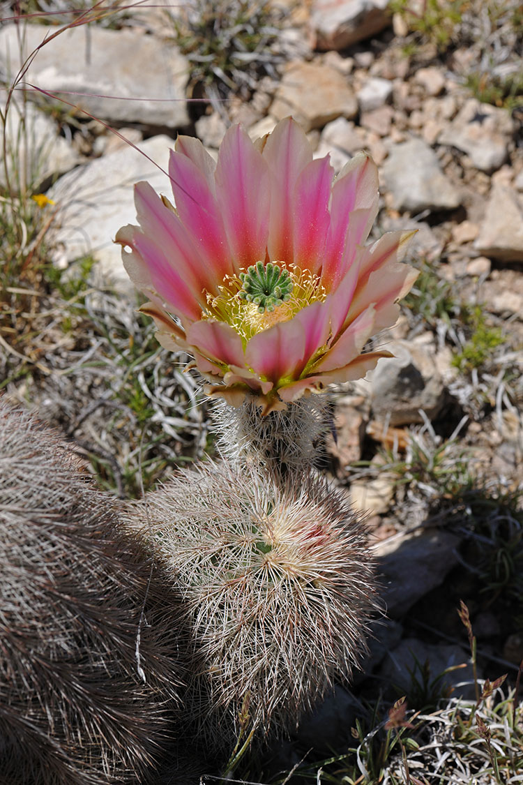 Echinocereus dasyacanthus, USA, Texas, Pecos Co.