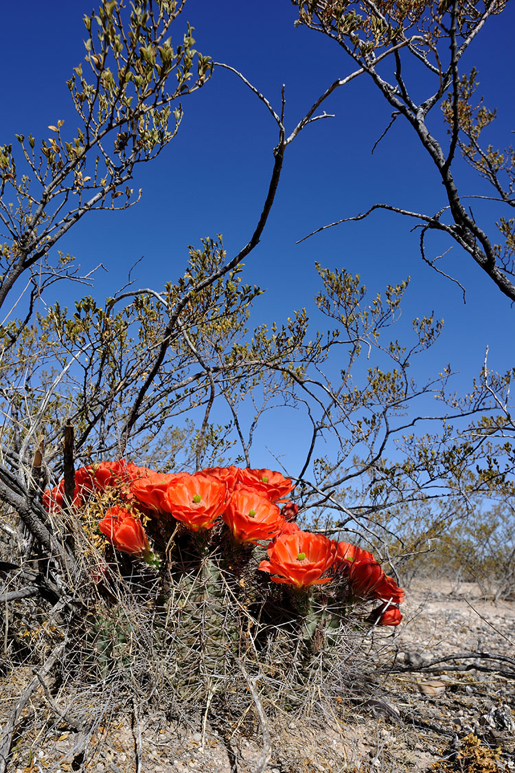 Echinocereus coccineus subsp. transpecosensis, USA, Texas, Hudspeth Co.