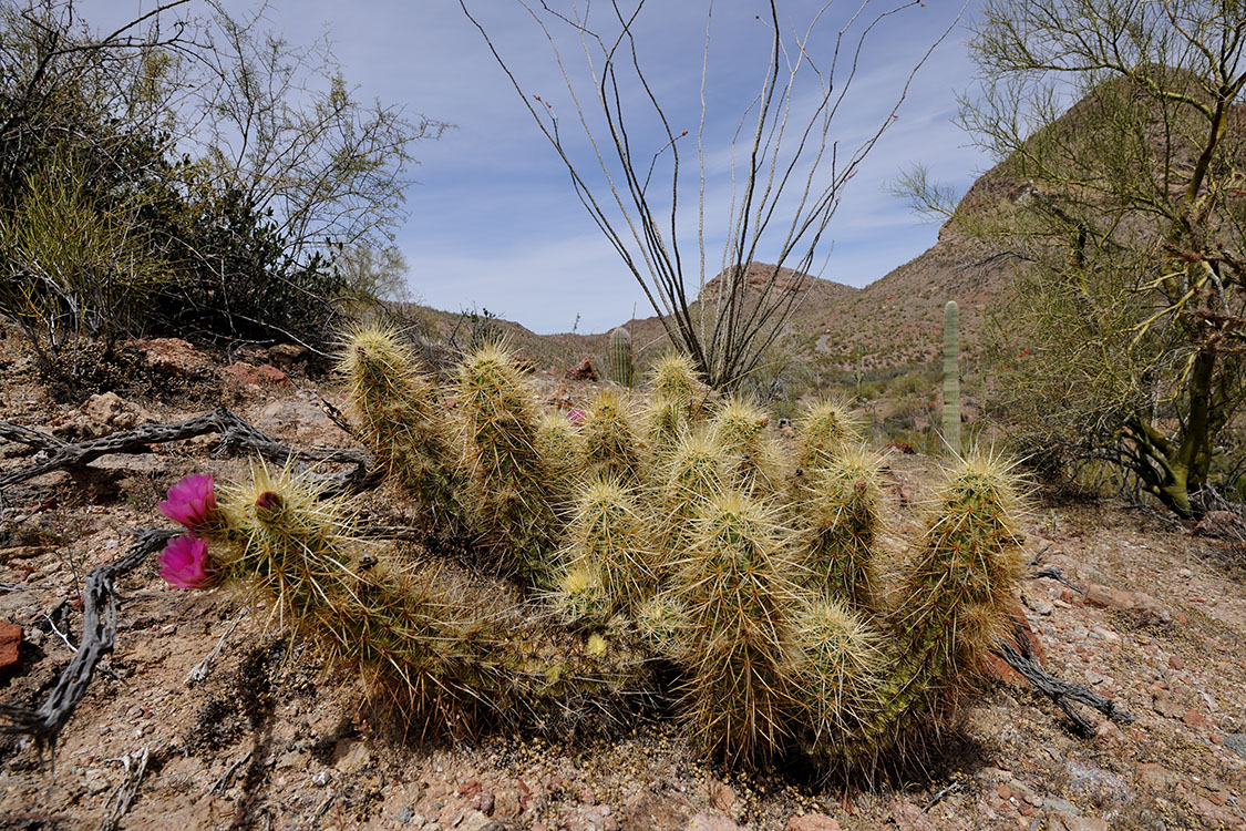 Echinocereus nicholii, USA, Arizona, Pima Co.