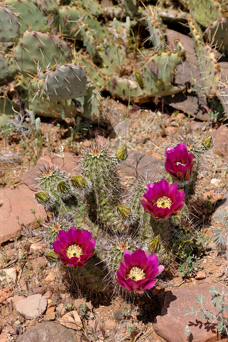 Echinocereus engelmannii subsp. fasciculatus, USA, Arizona, Gila Co.