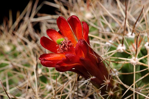 Echinocereus mojavensis, USA, Arizona, Canyon de Chelly