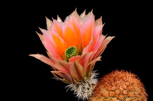 Echinocereus dasyacanthus, USA, Texas, Brewster Co.